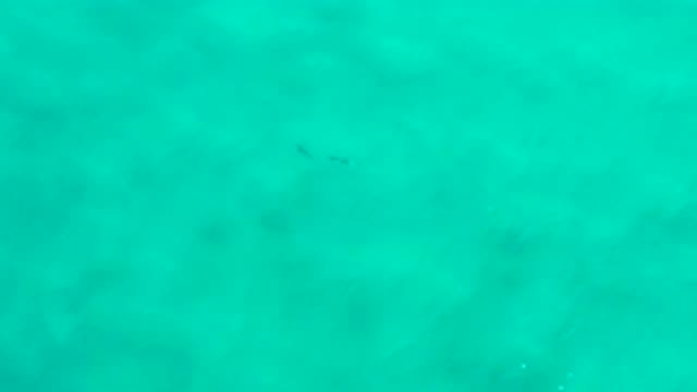 SAN JOSE DEL CABO MEXICO-2020: Dolphins Swimming Together In The Sea