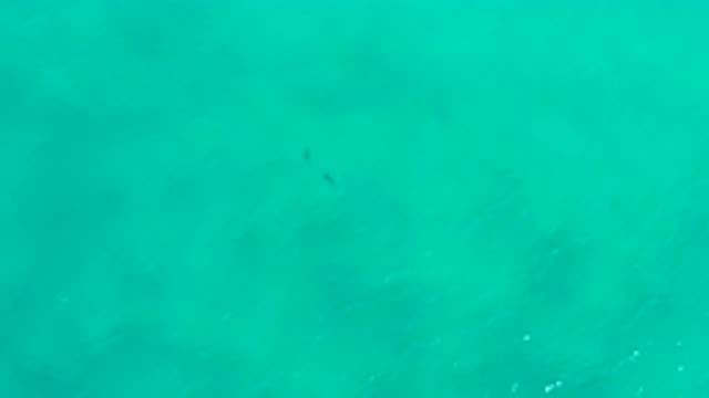 SAN JOSE DEL CABO MEXICO-2020: Four Fish And A Man Swim Calmly In An Emerald