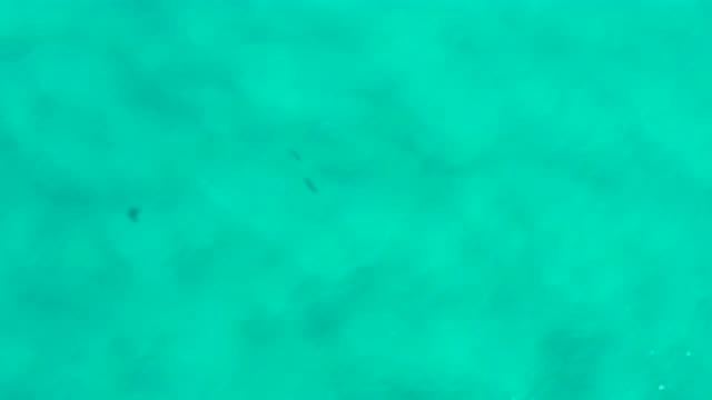 SAN JOSE DEL CABO MEXICO-2020: Fish Swimming Caught On Video From Above