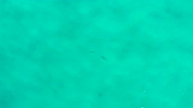 SAN JOSE DEL CABO MEXICO-2020: An Aerial Pan Of The Ocean Featuring Three Swimmers