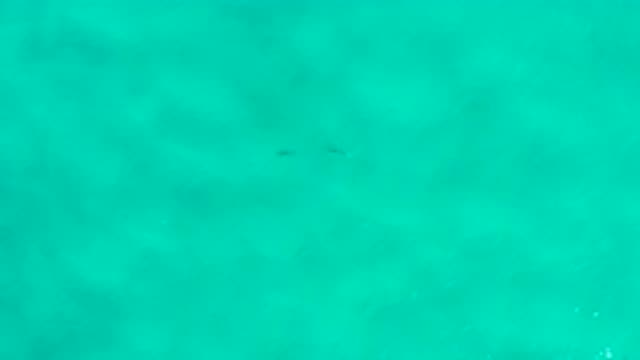 SAN JOSE DEL CABO MEXICO-2020: Calm Water Showing Debris
