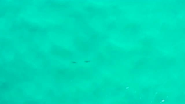 SAN JOSE DEL CABO MEXICO-2020: Light Blue Underwater Shot