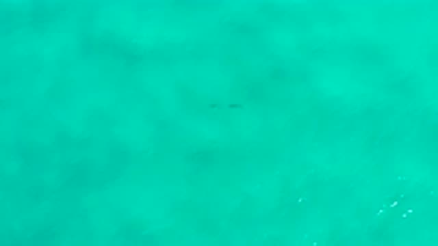 SAN JOSE DEL CABO MEXICO-2020: Two Dolphins Mating In The Depths Of The Deep