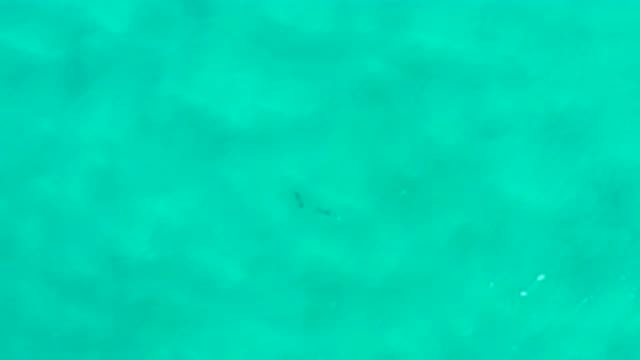 SAN JOSE DEL CABO MEXICO-2020: Blue Aquatic Animals Swimming in Sunny Ocean