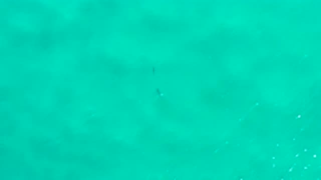 SAN JOSE DEL CABO MEXICO-2020: Two Fish Swimming In Open Turquoise Ocean Water