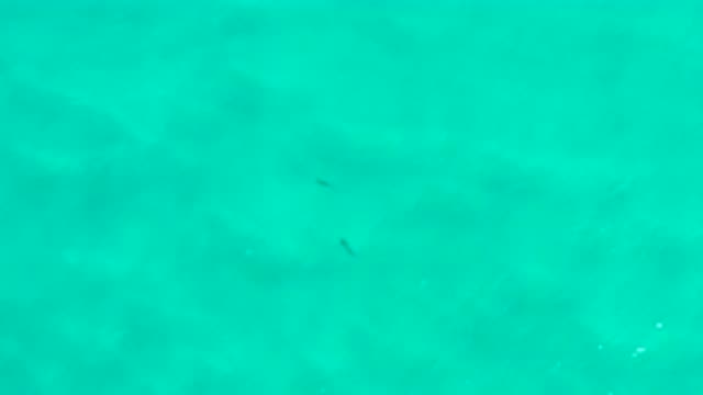 SAN JOSE DEL CABO MEXICO-2020: Two Shadows Swimming In Crystal Clear Sea Waters