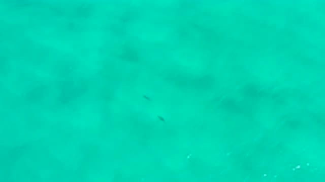 SAN JOSE DEL CABO MEXICO-2020: Aerial View Of Fish Swimming In Water With Small Waves