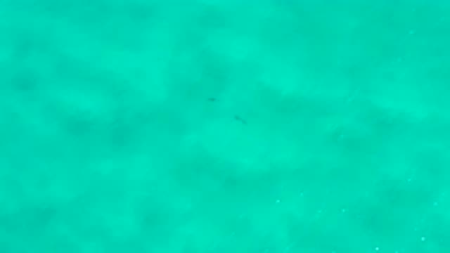 SAN JOSE DEL CABO MEXICO-2020: Crystal Clear Sea With Fish In Mexico