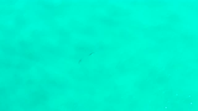 SAN JOSE DEL CABO MEXICO-0-sa: Calming Waves Of The Sea With Fish Swiftly Swimming