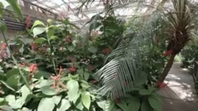 DENVER COLORADO-2019: Panning View Of A Green Room Full Of Green Leafage And Red