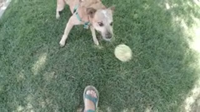DENVER COLORADO-2019: Video Of A Dog Playing In A Park
