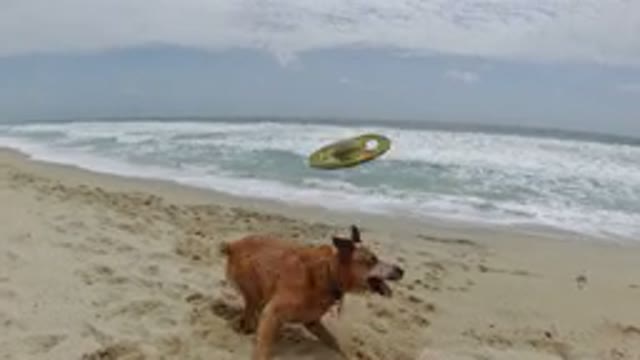 LOS CABOS MEXICO-2019: Active Smart Dog Catches Frisbee on Beach