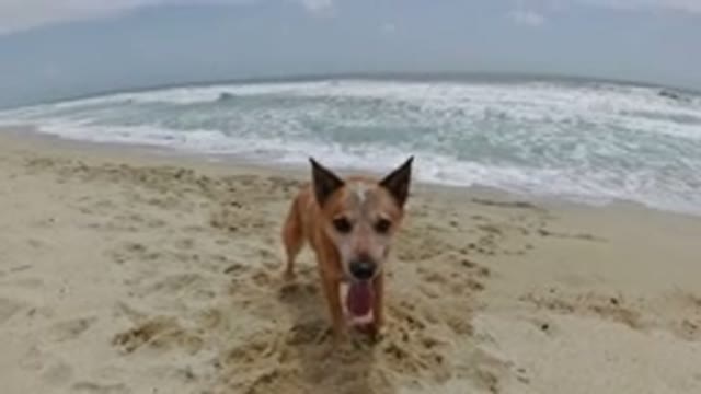 LOS CABOS MEXICO-2019: Person And Dog Playing Fetch On The Beach Shore