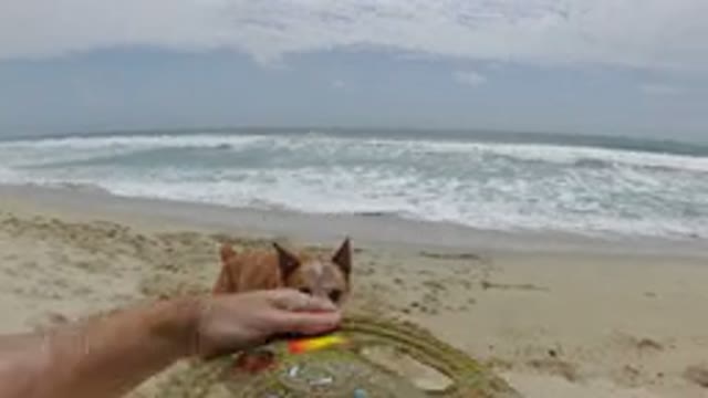 LOS CABOS MEXICO-2019: Dog Playing On The Beach With Its Owner
