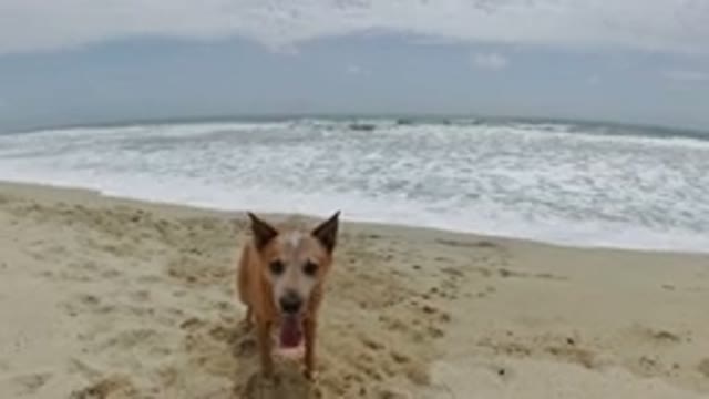 LOS CABOS MEXICO-2019: Dog Running and Catching Frisbee on Beach with Ocean Waves