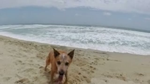 LOS CABOS MEXICO-2019: A Person And Their Dog Playing Frisbee At The Beach