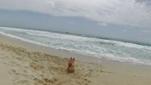 LOS CABOS MEXICO-2019: Dog Playing Fetch On A Sandy Beach Near The Water