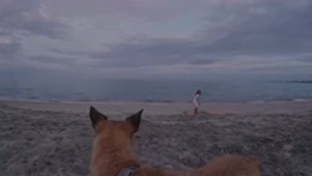 LOS CABOS MEXICO-2019: The Fawn Coated Dog Watches The Girl Playing By The Ocean