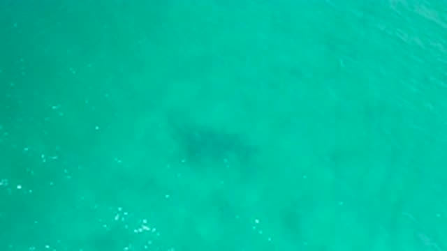 SAN JOSE DEL CABO MEXICO-2020: Blue Sea Fish Cold Water Lots Of Fishes Saltwater