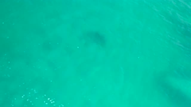 SAN JOSE DEL CABO MEXICO-2020: Black Fish Swimming Inside The Crystal Clear Blue
