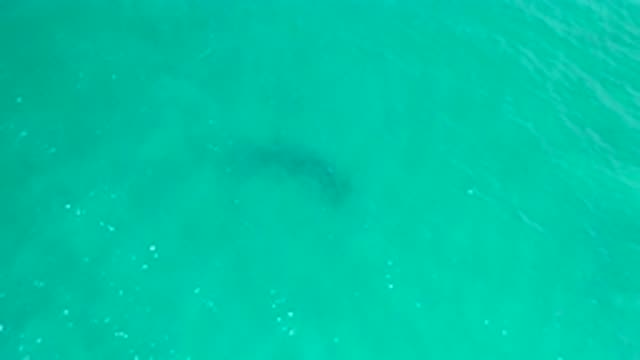 SAN JOSE DEL CABO MEXICO-2020: A Big Black Fish Swimming