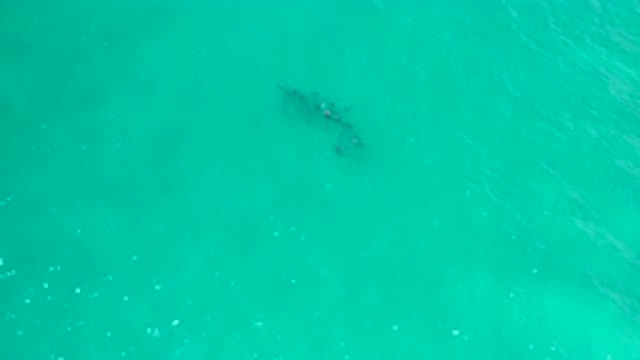 SAN JOSE DEL CABO MEXICO-2020: A Sea Creature Filmed Through The Lens Of A