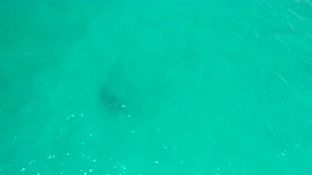 SAN JOSE DEL CABO MEXICO-2020: School Of Fish Swimming In Turquoise Blue Water