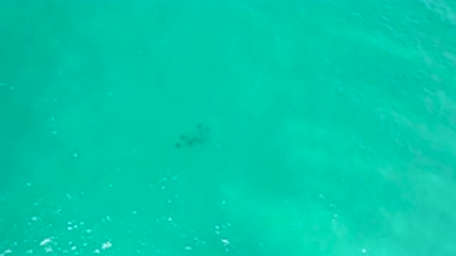 SAN JOSE DEL CABO MEXICO-2020: Fish Swimming Beneath Glistening Sea Green