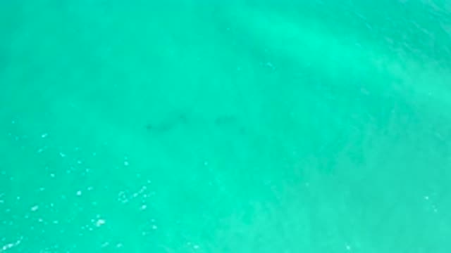 SAN JOSE DEL CABO MEXICO-2020: Fishes Swimming Under The Sea