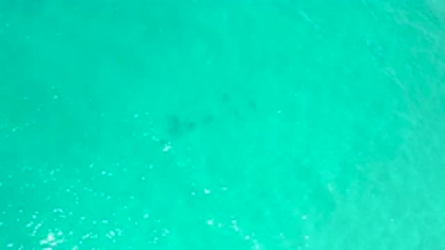 SAN JOSE DEL CABO MEXICO-2020: Crystal Clear Blue Sea Water Fishes Swimming