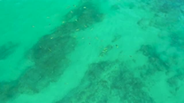 SHIPWRECKS BEACH BCS MEXICO-2020: Small Fishes Swimming Under the Water