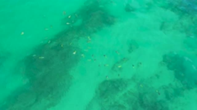 SHIPWRECKS BEACH BCS MEXICO-2020: School Of Fish Casually Swimming Through Clear Waters