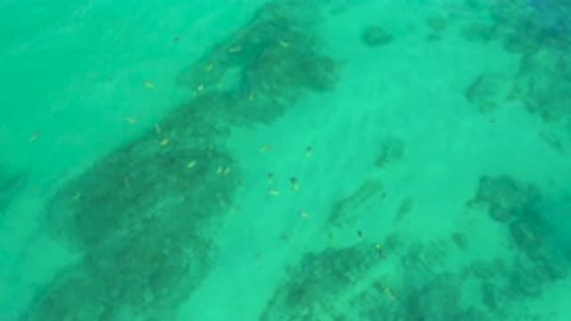 SHIPWRECKS BEACH BCS MEXICO-2020: Plenty Of Fish Are Floating On The Green