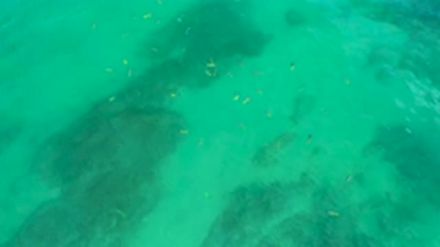 SHIPWRECKS BEACH BCS MEXICO-2020: Fish In A Clear Light Green Colored Body Of Water