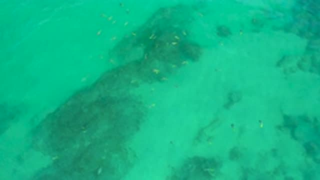 SHIPWRECKS BEACH BCS MEXICO-2020: Tiny Fish Swim Through Blue Water With Dark Shadows