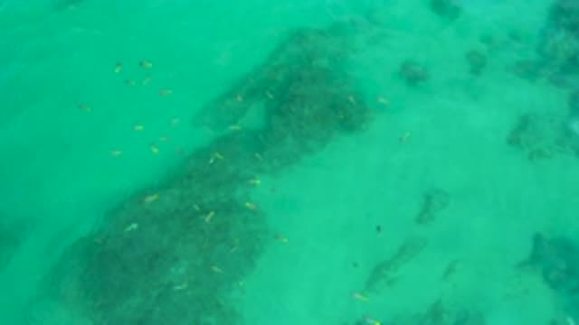 SHIPWRECKS BEACH BCS MEXICO-2020: Lots of Tiny Fish in Rippling Green Very Clear Water