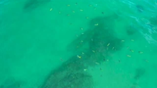 SHIPWRECKS BEACH BCS MEXICO-2020: Cute Fishes Grouping and Swimming in the Sea