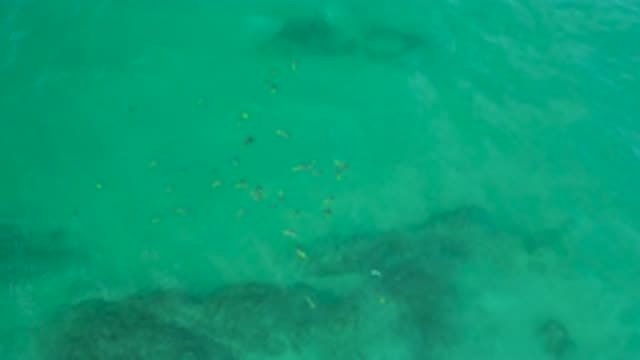 SHIPWRECKS BEACH BCS MEXICO-2020: Small Fish Floating Along With The Current In