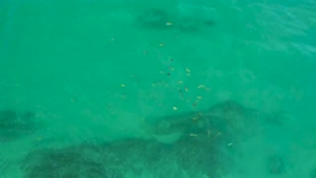 SHIPWRECKS BEACH BCS MEXICO-2020: Fish Swim Near Dark Shadows Below Crystal Blue