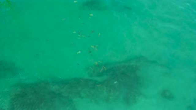 SHIPWRECKS BEACH BCS MEXICO-2020: Group of White and Yellow Fish Swimming in Crystal Water