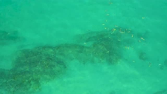 SHIPWRECKS BEACH BCS MEXICO-2020: Lot Of Yellow Fishes Swimming Swiftly Inside