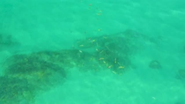SHIPWRECKS BEACH BCS MEXICO-2020: Underwater Scene with Fish, Coral, and Foamy Waves