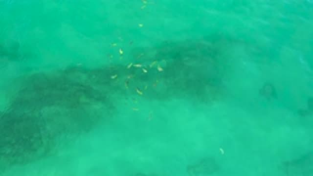 SHIPWRECKS BEACH BCS MEXICO-2020: School Of Fish Swimming In Aqua-Marine Water