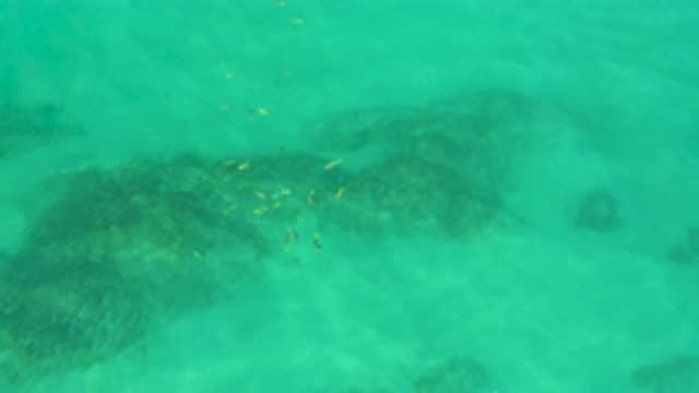 SHIPWRECKS BEACH BCS MEXICO-2020: Fish Swimming In Open Water Over Visible Rock
