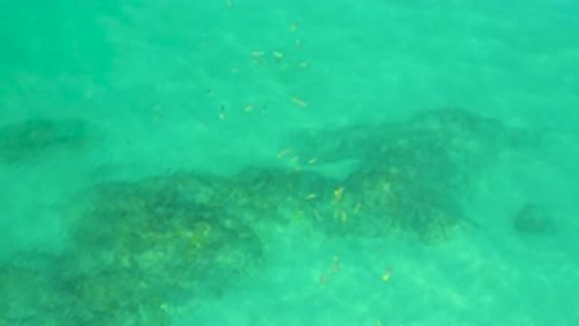 SHIPWRECKS BEACH BCS MEXICO-2020: A Fish Swimming Swiftly Under The Blue Sea