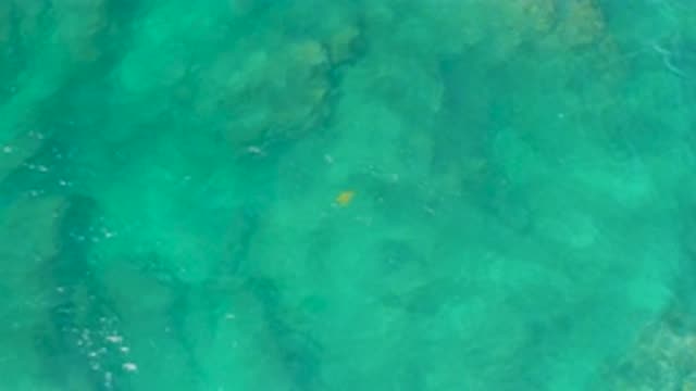 SHIPWRECKS BEACH BCS MEXICO-2020: Yellow Small Fish Swimming Swiftly