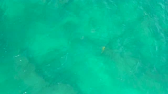 SHIPWRECKS BEACH BCS MEXICO-2020: A Small Fish Swimming Swiftly Under The Clear