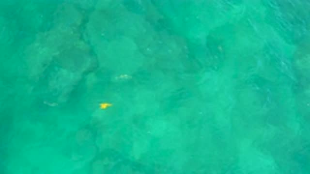 SHIPWRECKS BEACH BCS MEXICO-2020: Bright Yellow Fishes Elegantly Splash Around