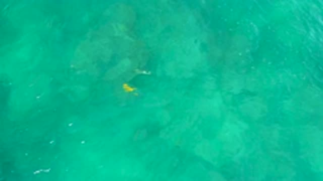 SHIPWRECKS BEACH BCS MEXICO-2020: Colorful Fish In The Crystal Clear Waters