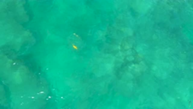 SHIPWRECKS BEACH BCS MEXICO-2020: Two Small Tropical Fish Swimming In Calm Green